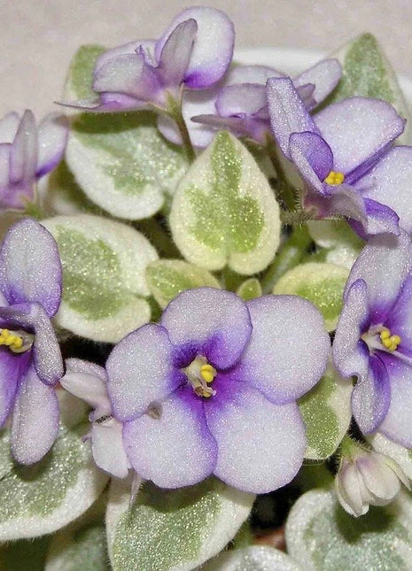Mixed Miniature Variegated African Violet Seeds