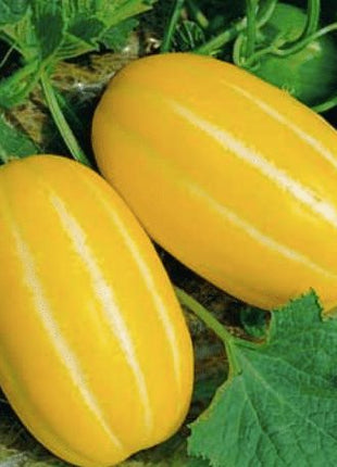 Golden Melon Seeds