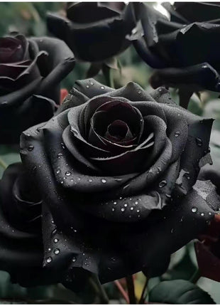 Black Rose Seeds - 100 Exotic Seeds for Home Garden Flower Planting black  rose