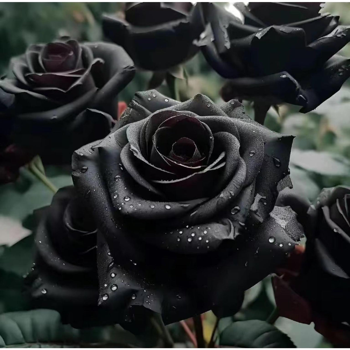Black Rose Seeds - 100 Exotic Seeds for Home Garden Flower Planting black  rose