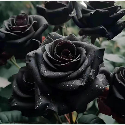 Black Rose Seeds - 100 Exotic Seeds for Home Garden Flower Planting black  rose
