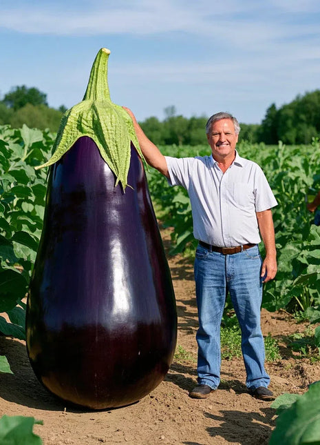 Giant Purple Eggplant Seeds 🍆🌟