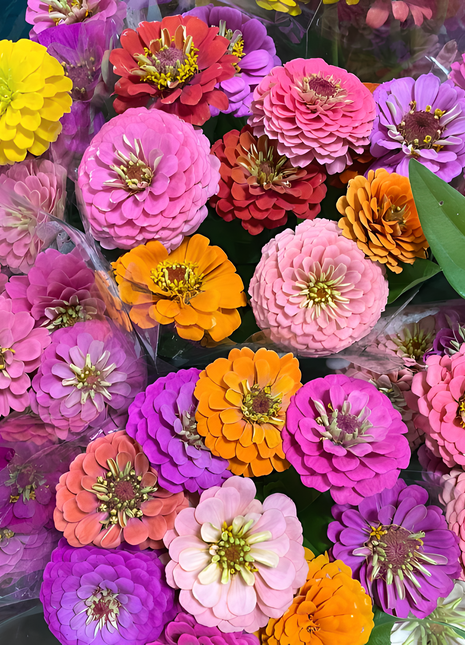 🌺Double Zinnia Mixed Color Seeds