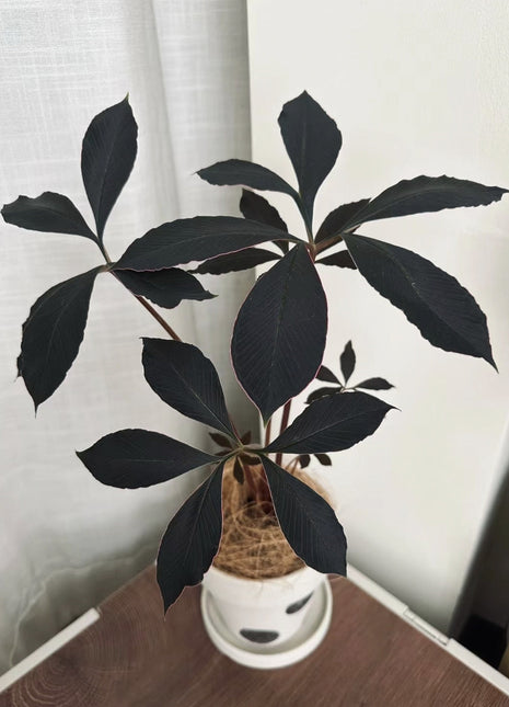 20 Pcs Tricyrtis Hirta Seeds