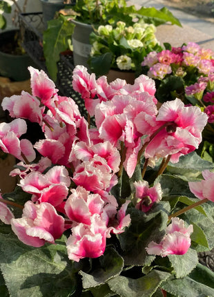 Cyclamen Flower Seeds