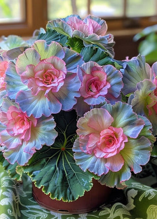 Rare Begonia Seeds - Blue and Pink