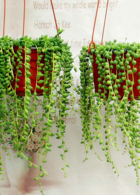 Pearl Chlorophytum Seeds