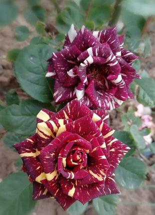 20 Pcs/bag Meteor shower rose