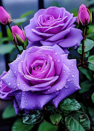 Rare Purple Rose Plant Seeds for Home Gardens
