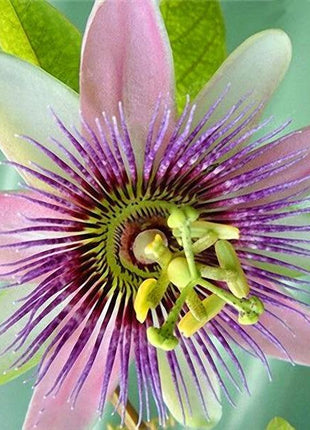 Egrow 50Pcs/Pack Passion Flower Seeds Garden Rare Passiflora Incarnata Fruit Plants Seeds
