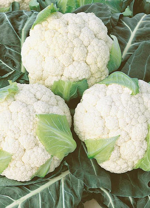 Cauliflower Absolute F1