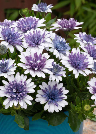 Marigold 'Sky Blue Misty Rain' seeds