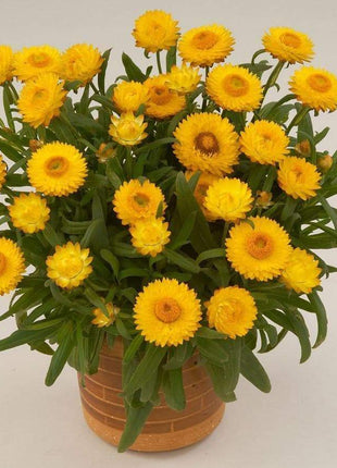 EVERLASTING STRAWFLOWER VINTAGE WHITE