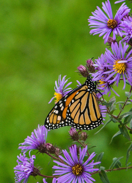 🌼 Superstar Aster Collection: Late Summer to Fall Beauty