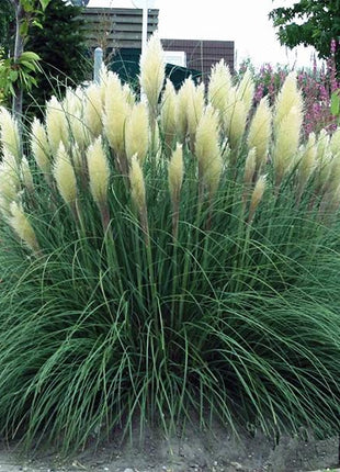 100Pcs Muhlenbergia Capillaris
