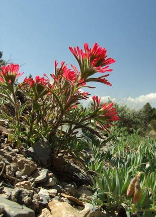 Red INDIAN PAINTBRUSH Castilleja Indivisa Flower Seeds