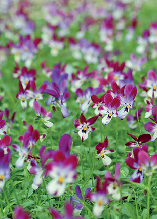 'Bunny Ears' Viola Seeds