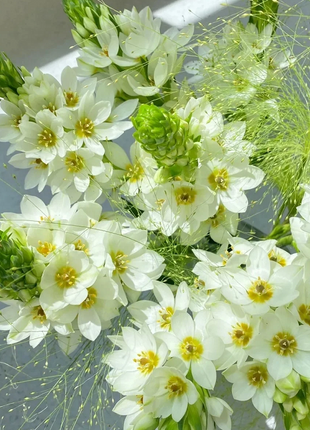 Ornithogalum 'Sonoran White'