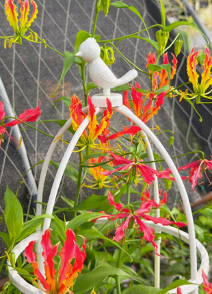 💐Gloriosa Lily—Life Never Dies, Passion Never Dies