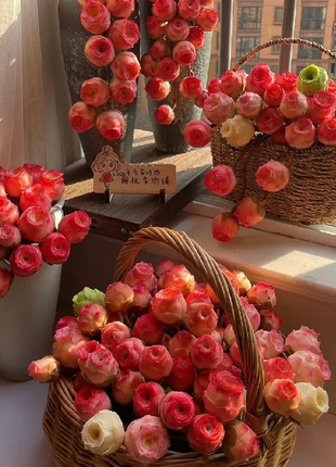 Mountain Rose Succulent Plant