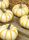 5 Pcs UFO Pumpkins