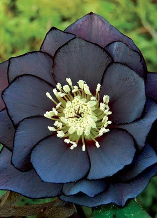 Honeymoon Hellebore, Christmas Rose