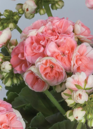 🌸Geranium - Happiness Is Around You