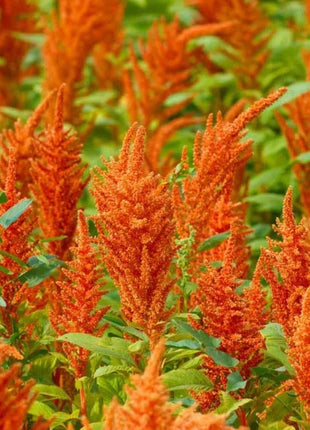 🌾Amaranthus Seeds