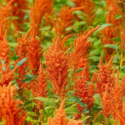 🌾Amaranthus Seeds