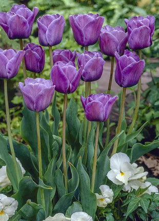 Bonsai Rare Color Tulip Seeds #13