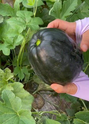 Melon Seeds The Most Suitable Melon for the Elderly and Children