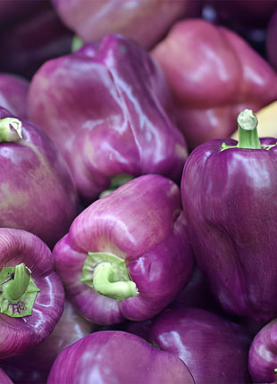 Rainbow Sweet Bell Pepper Seeds