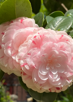 Five-color Red Camellia