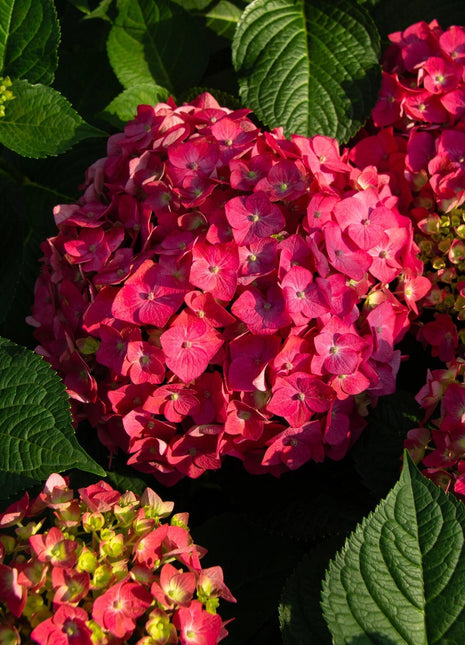 200pcs Red Hydrangea Seeds – Bold & Vibrant Blooms for Garden Borders, Pots & Statement Landscapes