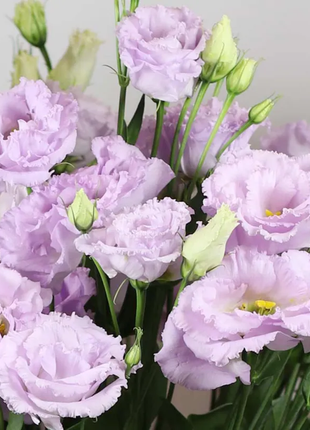 💐Lisianthus - A Sincere and Immutable Love