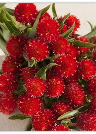 Gomphrena Red Flower Seeds