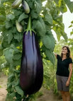Eggplant / 100 seeds