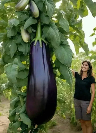 Giant Organic Crop Seeds