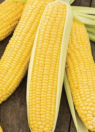 Sweet Corn Moonshine F1