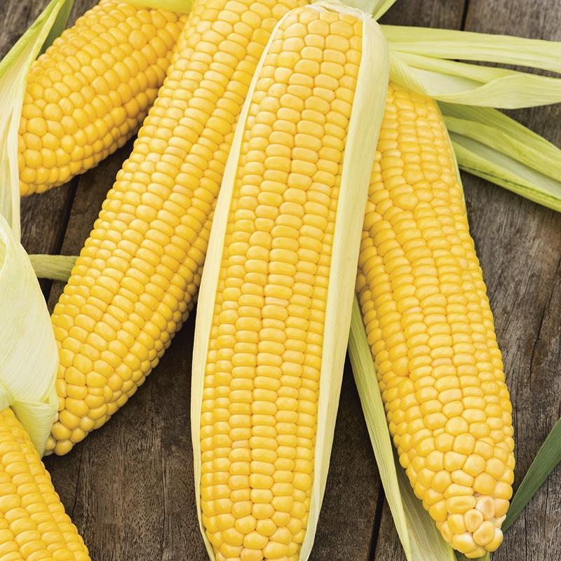 Sweet Corn Moonshine F1