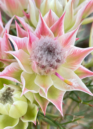 Rare Serruria florida Seeds - Blushing Bride