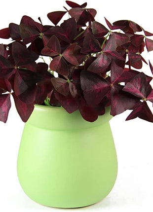 10PCS Oxalis Triangularis Purple Shamrock Good Luck Plant