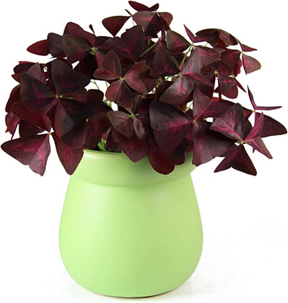 10PCS Oxalis Triangularis Purple Shamrock Good Luck Plant