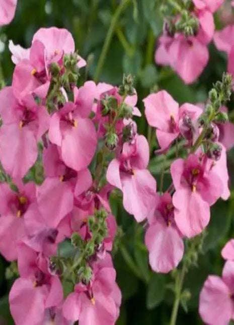 Diascia Pink Queen Seeds Perennial Abundant Pink Flowers Light Frost Tolerant