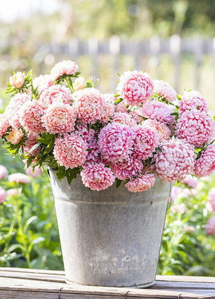 Aster Seeds (Peony Duchess) - Apricot