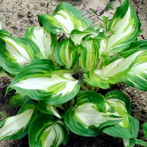 Mixed Hosta Perennials Flower Rare White Lace Lily Seeds