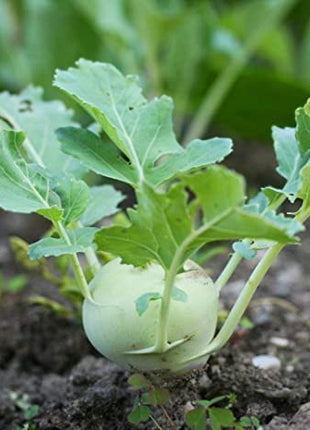 Kohlrabi Korist