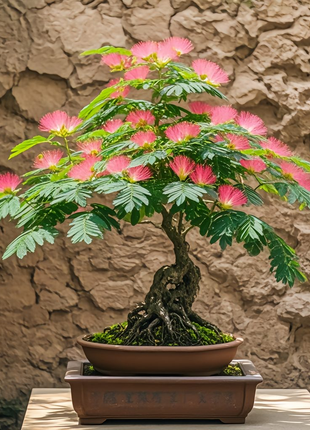 Silktree Albizziae Flower