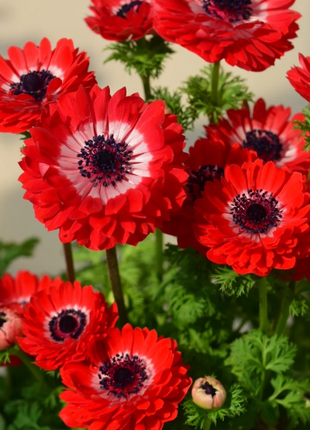 🌸Double Anemone Seeds