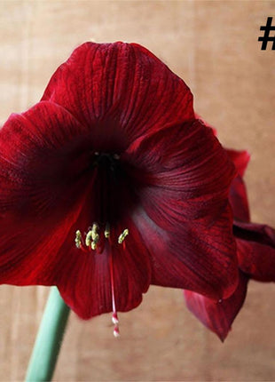 50pcs Hippeastrum Rutilum Seeds Bonsai Home Garden Balcony Plants